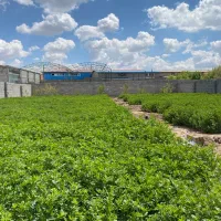 فروش یونجه خوراک حیوانات خانگی خرگوش سمور سنجاب