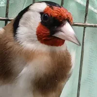 سره نر کشیده بلند بخون منطقه ماکو