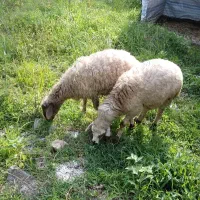 یک جفت بره نر و ماده زنده