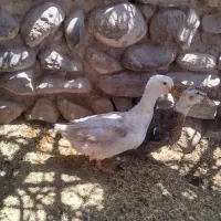 فروش اردک نر و ماده تخم گذار