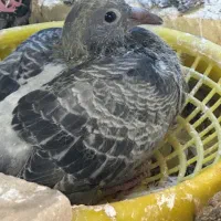 مسافتی رنگی پرژکتور