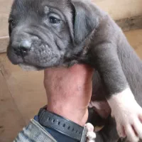 پیت بول امریکن بولی