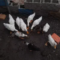 جوجه اردک