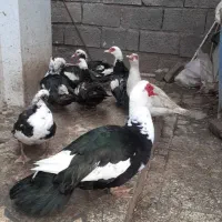 اردک اسرائیلی
