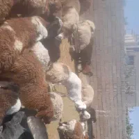 بره فروشی