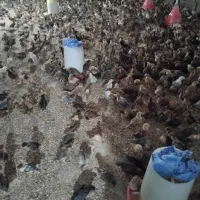 جوجه گلپایکان یک ماه عمده ۱۴۰