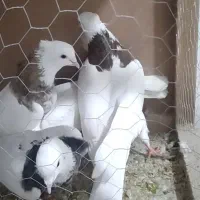 هشت تا طوقی