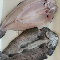 ماهی قزل الا 300گرمی درجه یک تازه خوشمزه