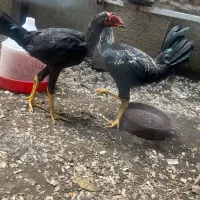 مرغ و خروس اوشامو