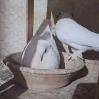 کفتر دم چتری و تهرانی