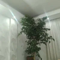 گل طبیعی