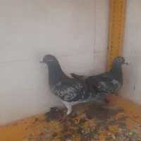 کبوتر پلاکی درجه ۱