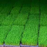 توم نشا هاشمی درجه یک فقط ۱۹۰
