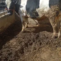 خرید وفروش گوساله ماده شیر بری تا دم کل