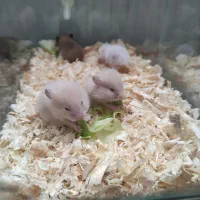 بچه همستر سوری