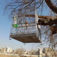 سره چونه سفید