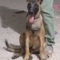 سگ مالینویز نر ۵ ماهه