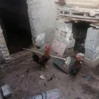 پنج خروس بزرگ