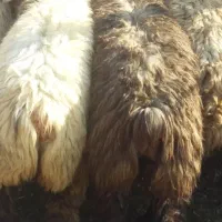 بره|حیوانات مزرعه|تیران, |دیوار