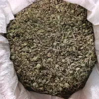 فروش آویشن کوهی