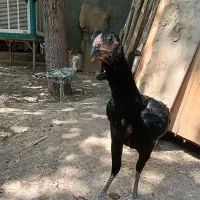 جوجه مرغ وخروس اوشامو