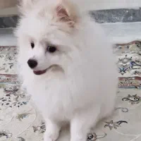سگ پامر