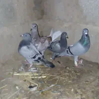 کبوتر پلاکی آلمان