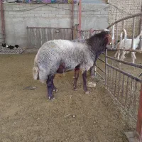 قوچ همو ۲ساله و تعدادی میش هترو