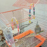 یک عروس هلندی ماده با قفس و همه وسایل