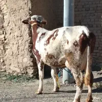 دوعددگاو سیمینتال