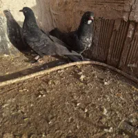 کبوتر|پرنده|تبریز, |دیوار