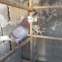 کبوتر