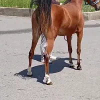 اسب عرب دوسر مادیان کره کنز