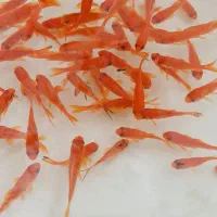 ماهی قرمز گلی عید عمده مناسب بساط