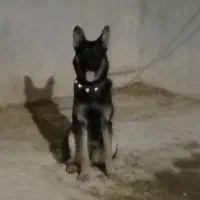 سگ ژرمن شپر