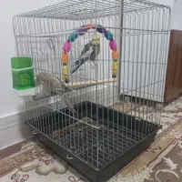 یک جفت عروس هلندی آماده جفت گیری