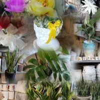 گلفروشی گل های آپارتمانی گلدان زینتی