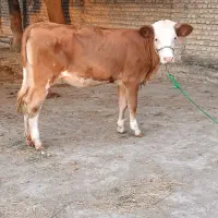 گوساله ماده مونت شرابی