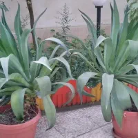گل طبیعی بزرگ با گلدان
