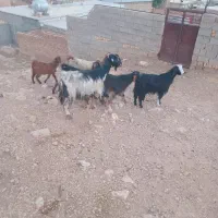 ۳راس بزکهره دار