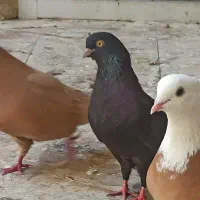 کبوتر مشکی 8ماه سالم