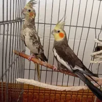 عروس هلندی مولد