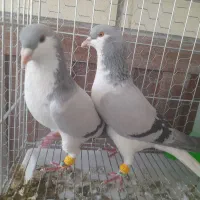 خوشرنگ نر وماده