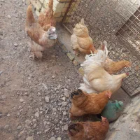 مرغ برهما|حیوانات مزرعه|اردکان, |دیوار