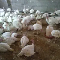 بوقلمون بیوتی با گوشت قرمز و ارگانیک و لذیذ