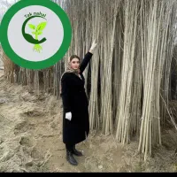 نهال های مثمر و غیر مثمر با کیفیت