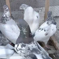کبوتر کله دار پاکستانی