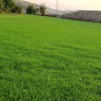 تیمدون برنج خوش عطر