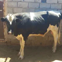 گوساله نر فروشی