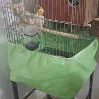 عروس ماده و قفس سلطنتی